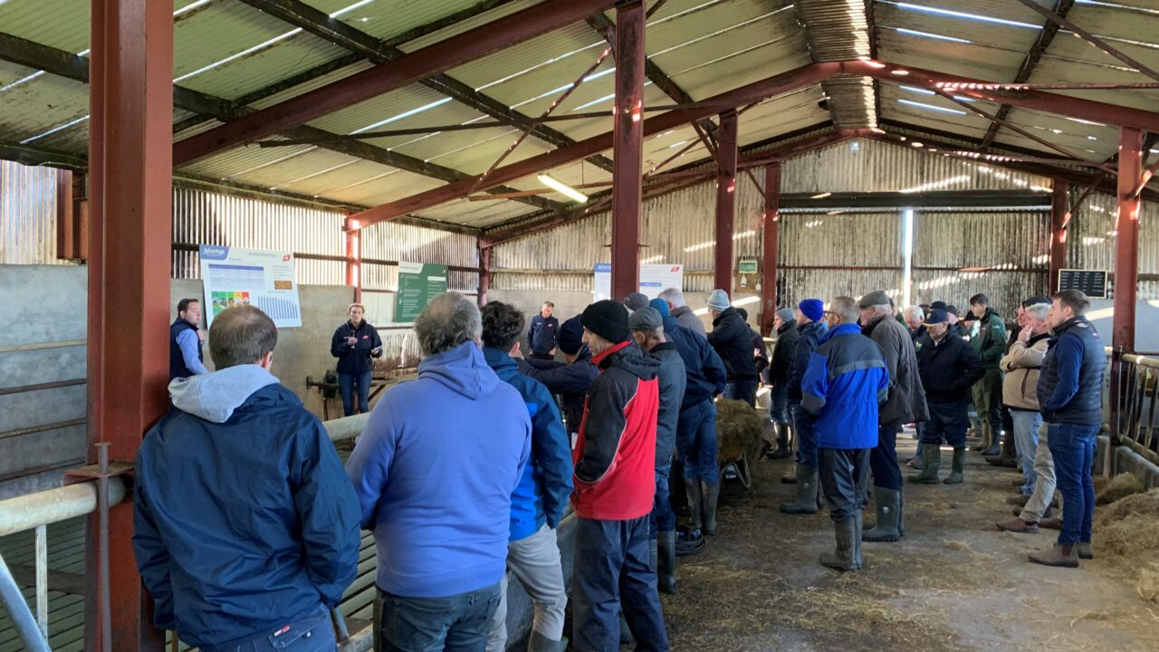 Dairy-beef integration project to host info event in Bandon