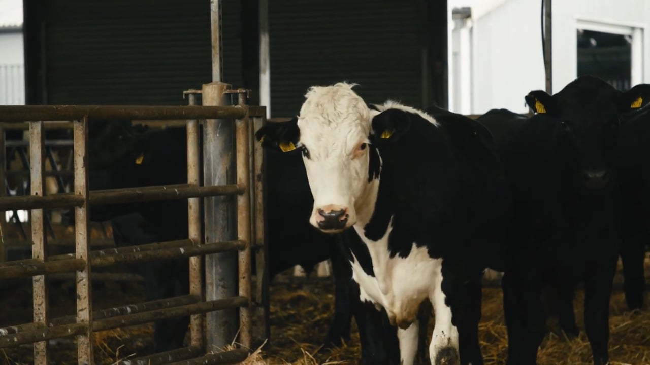 TB Awareness Series: Breeding for resistance to bovine tuberculosis