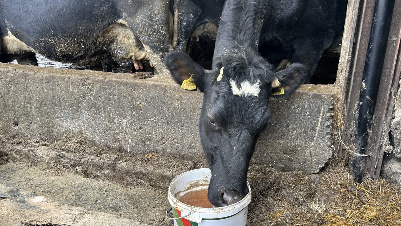 Dairy advice: Reducing the risk of metabolic issues