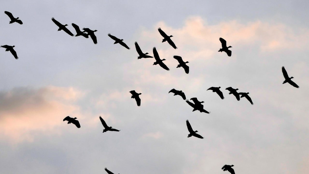 HSE advises public not to touch sick or dead wild birds