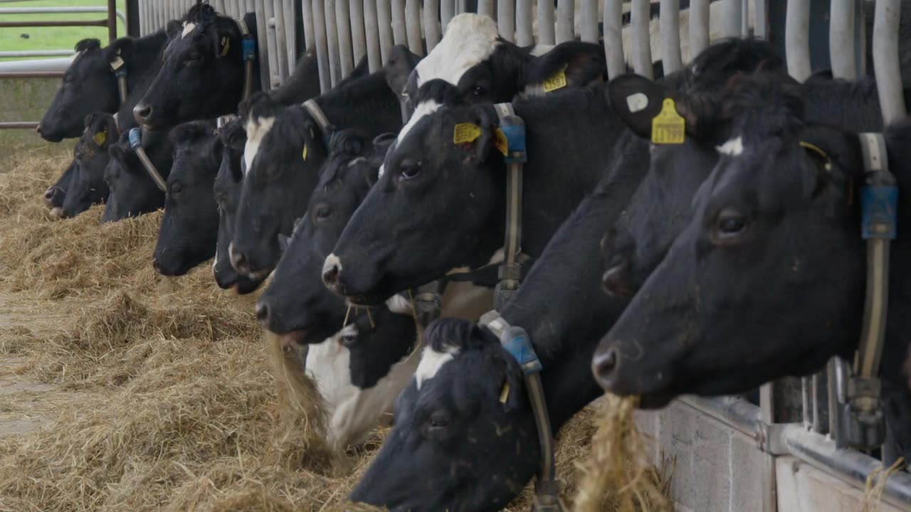 Video: Breeding For Efficiency series: Not chasing EBI with NZ Friesians