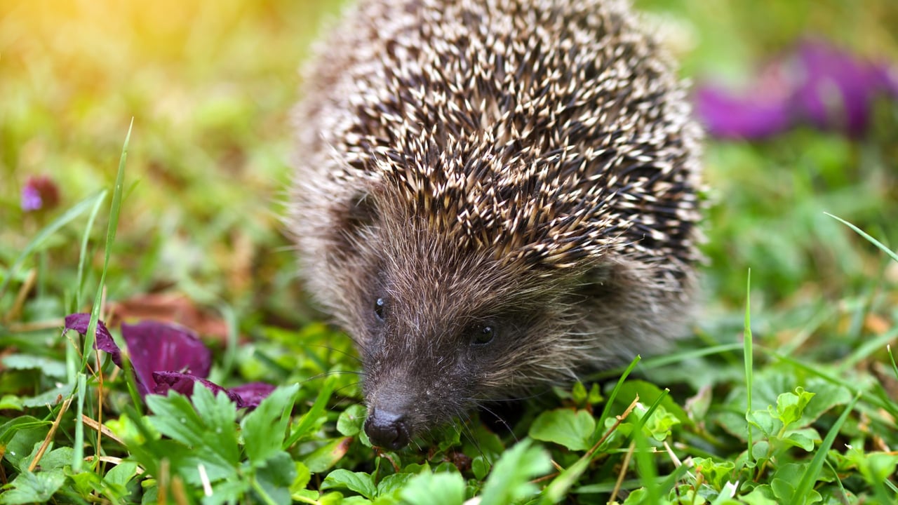 UK police appeal for information after hedgehog 'set alight'