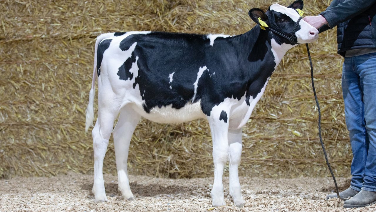 31,000gns achieved at online Sizzler Select sale