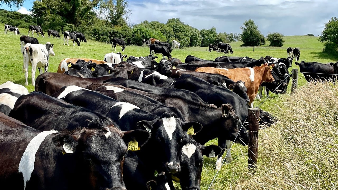 IHFA and Cows.ie launch campaign to promote 'pedigree breeding'