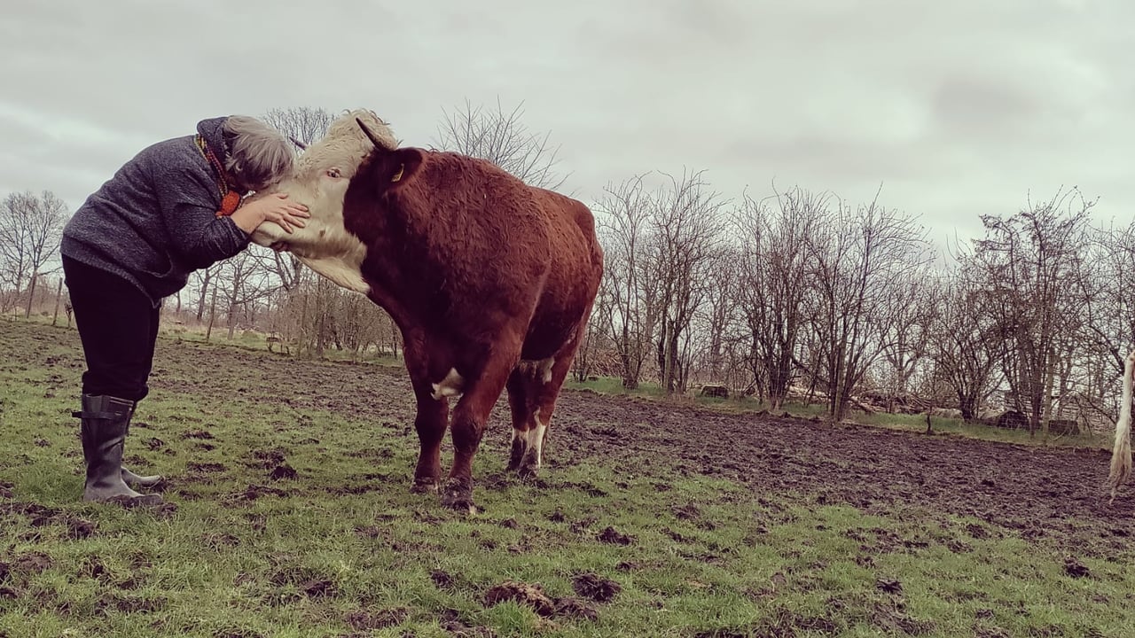 Communicating with your herd using cow linguistics