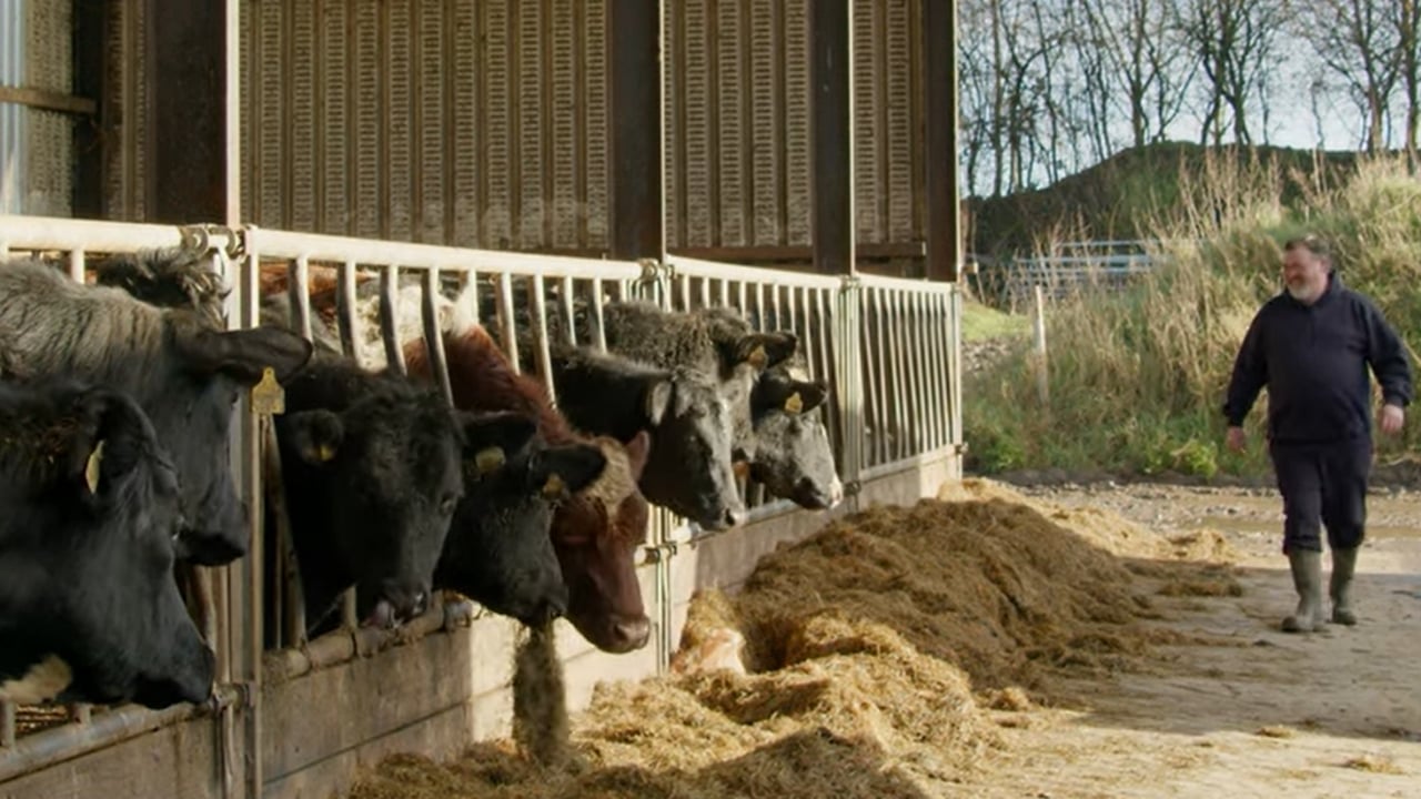 Commercial Beef Value Series: Optimising your calf purchase plan