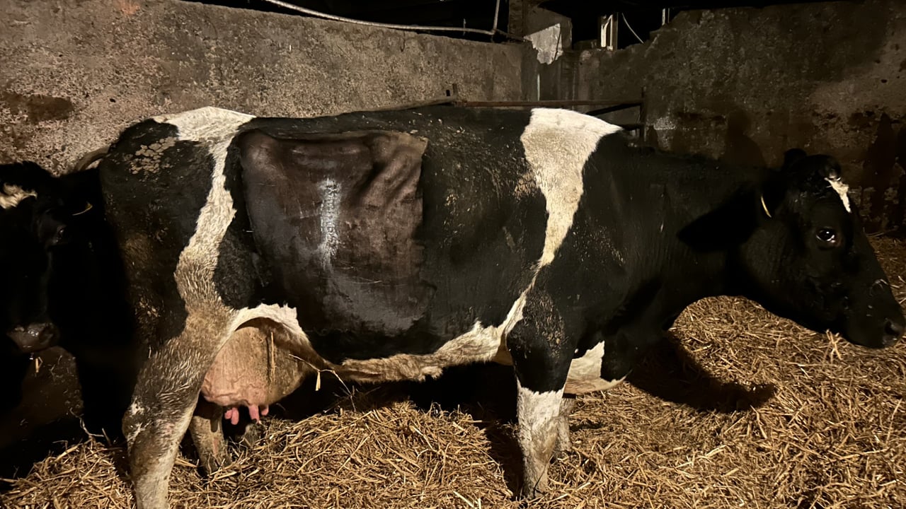 A cow on the home farm that was operated on for displacement of right abomasum (RDA)