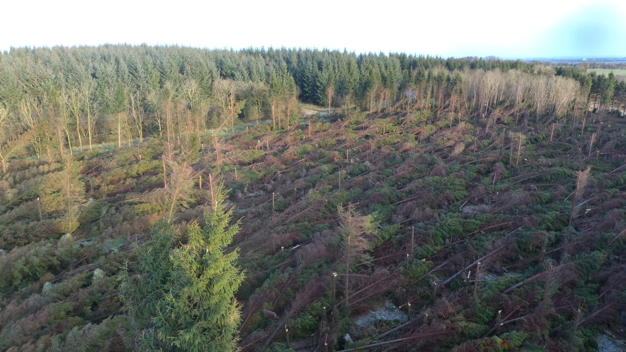 Forest Windblow Taskforce begins storm damage response