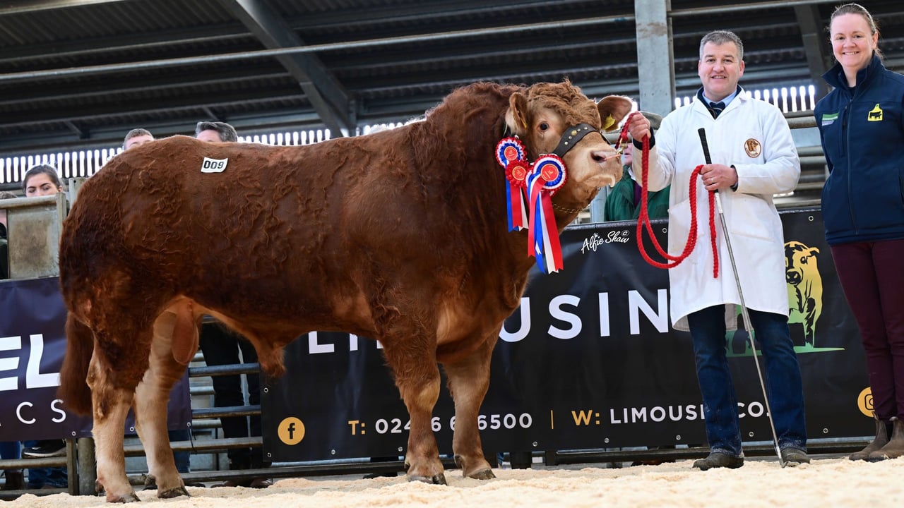 Frank McAuley’s junior and reserve supreme champion Carmorn Ultra sold for a top price of 8,000gns. He was congratulated by Irish judge John Kingham and sponsor Geraldine McElduff, Countryside Services. Source: Alfie Shaw