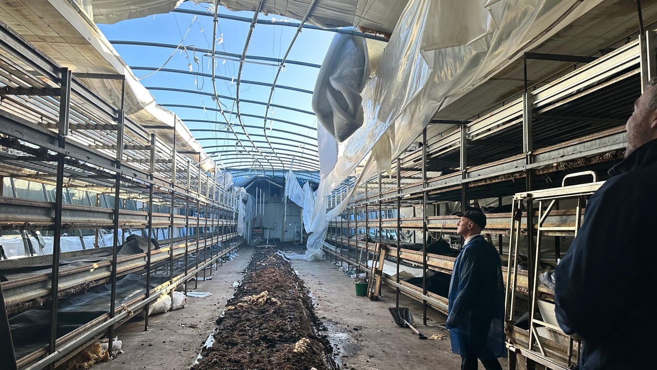 Minister of State at the Department of Agriculture, Food and the Marine (DAFM) Michael Healy-Rae viewing the storm damage at WhiteHart Mushrooms in Co. Monaghan. Source: DAFM via X