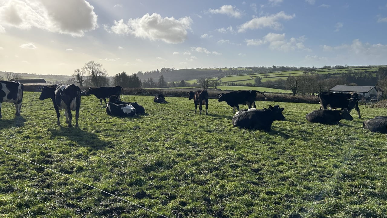 Waterford farmer: Spring grass diet worth €3.67 extra/cow