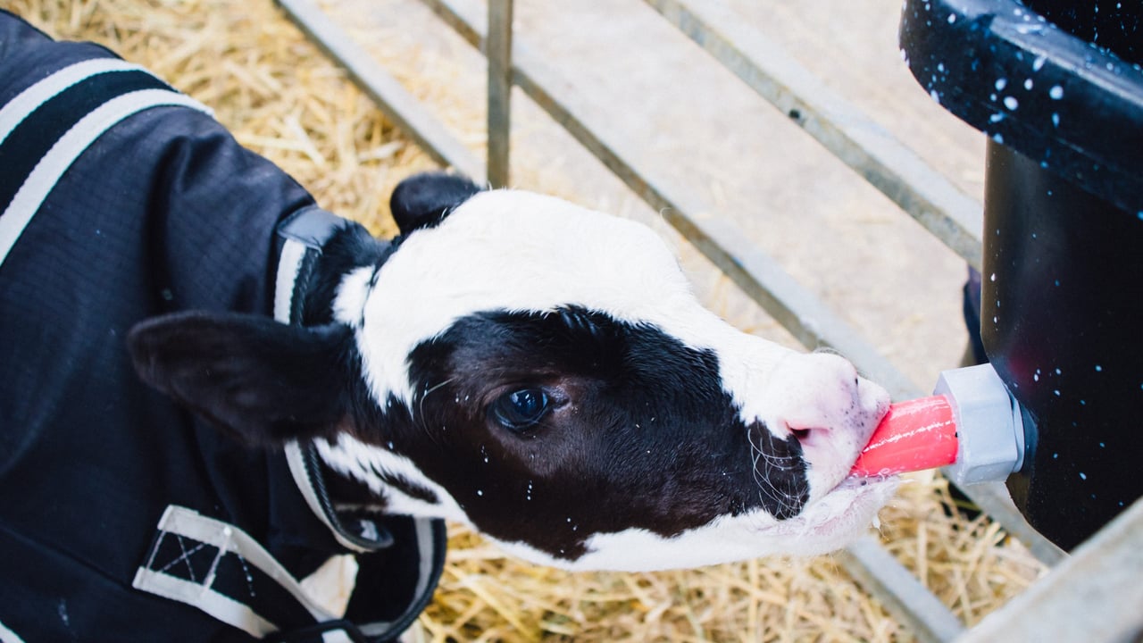 Calf Rearing Series: Look beyond the bag label