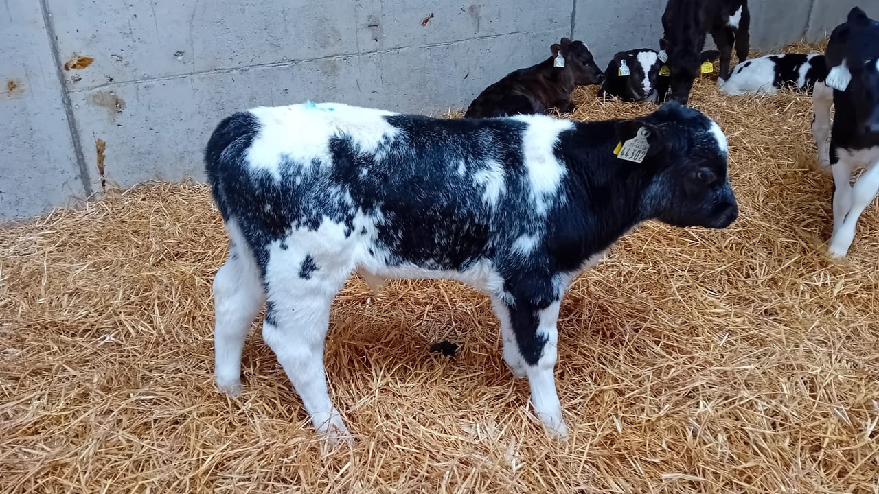 'Quality' calves for sale at Offaly charity auction