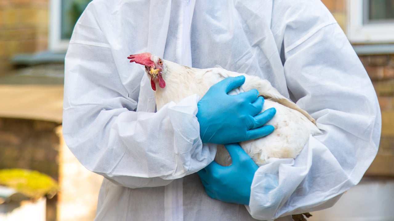 US reports first case of deadly H7N9 avian influenza since 2017