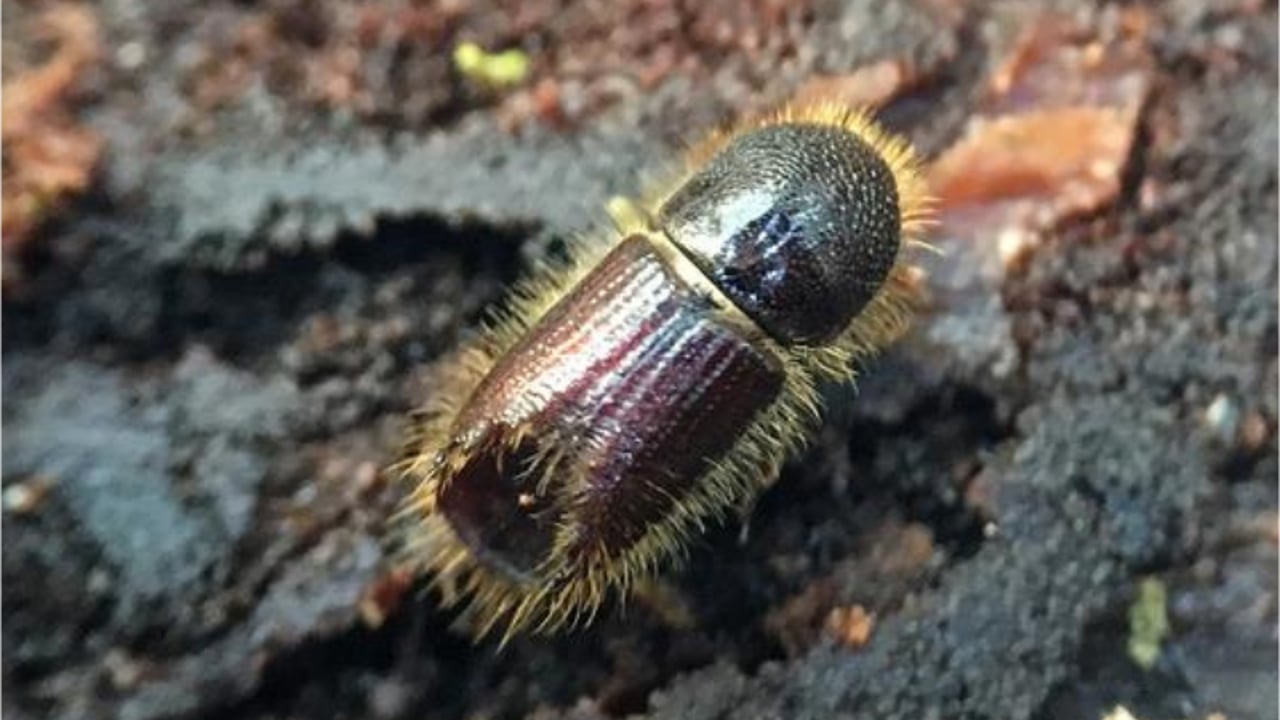Sitka spruce as susceptible to bark beetle as Norway spruce