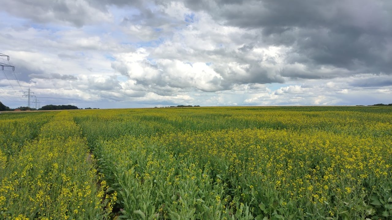 A large-scale field trial on oil seed involved in the EpiSeedLink project in Asendorf, Germany. Photo Credit: Deutsche Saatveredelung AG (DSV)