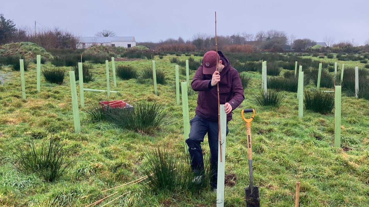 Kerry social enterprise aims to grow 100,000 trees by 2030