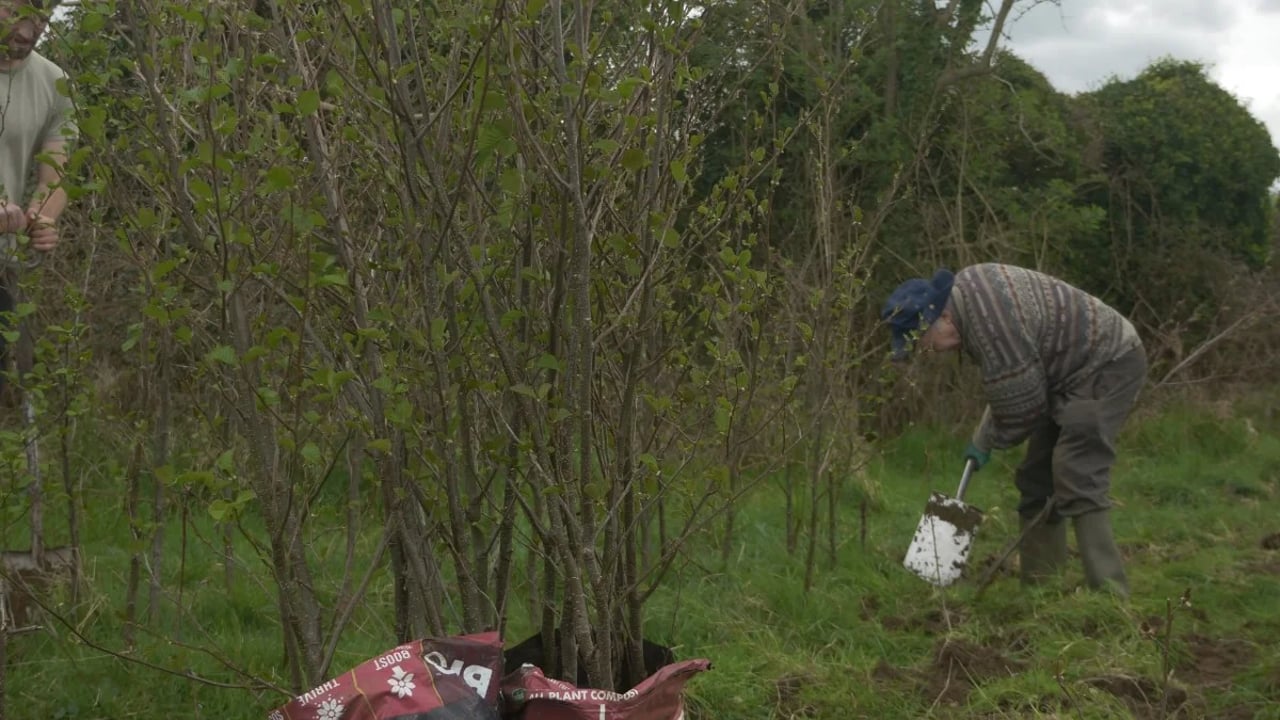 Community tree planting day to be held in Galway
