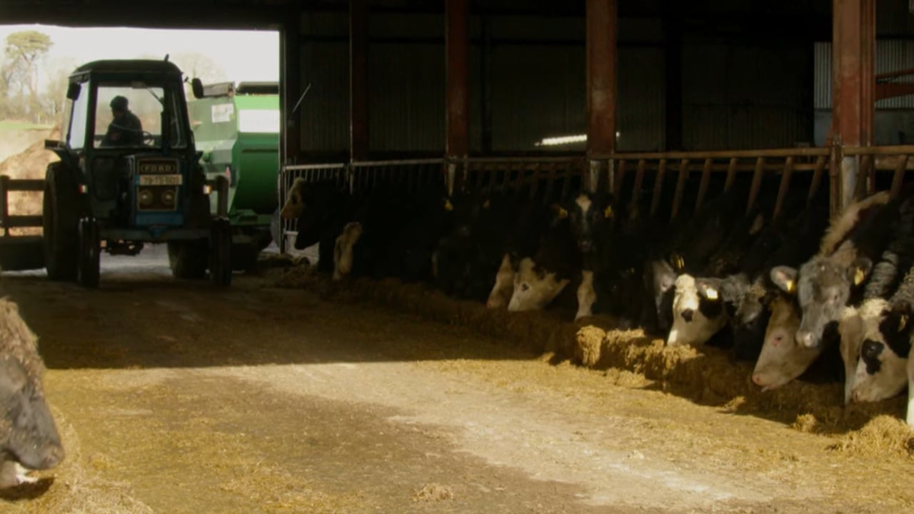 Commercial Beef Value Series: Improving genetic beef potential