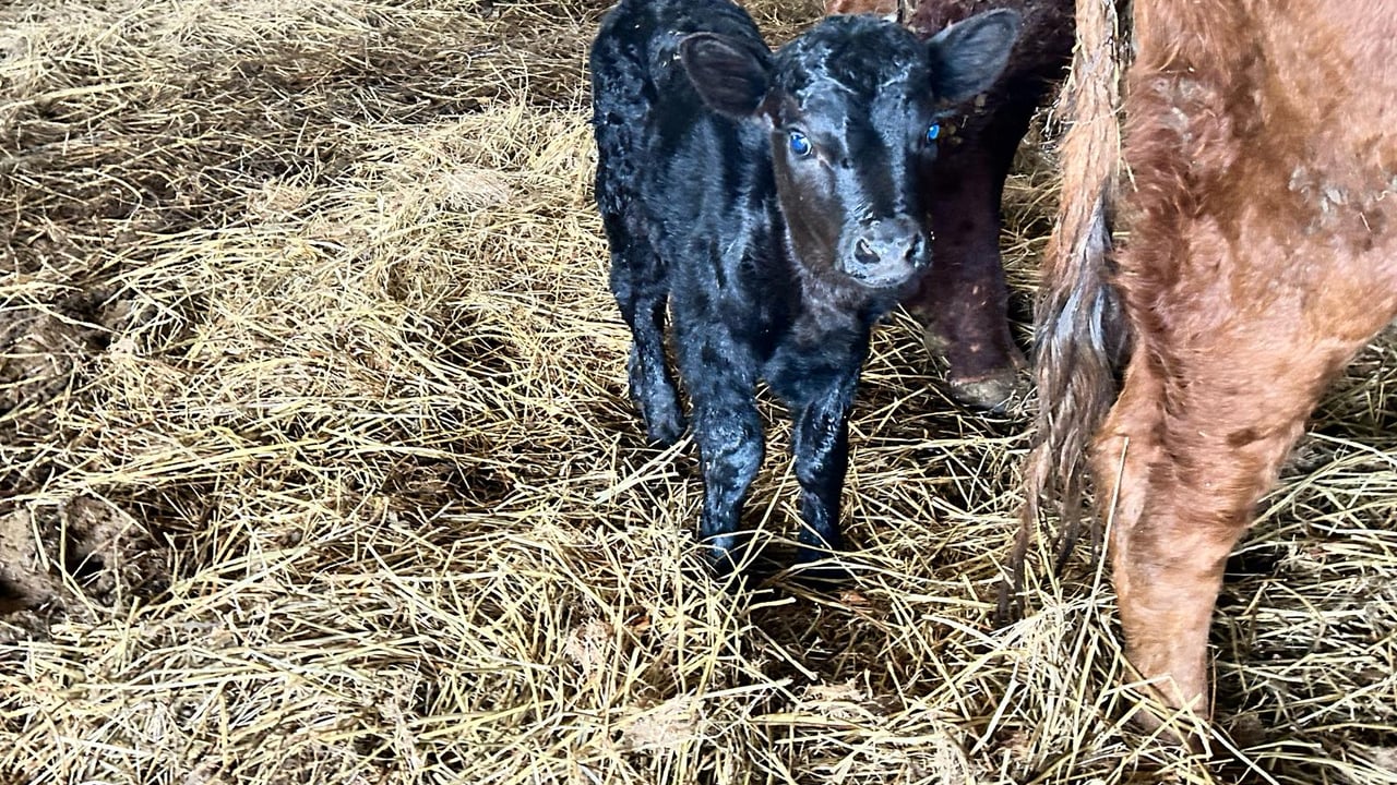 Deputy Cathal Crowe's tiny Dexter calf. (Source: Cathal Crowe)
