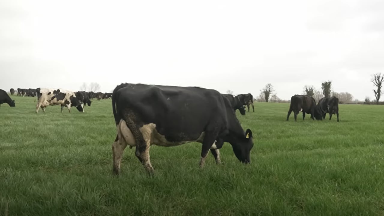 Achieving 90% three week submission rate and cost of a missed heat