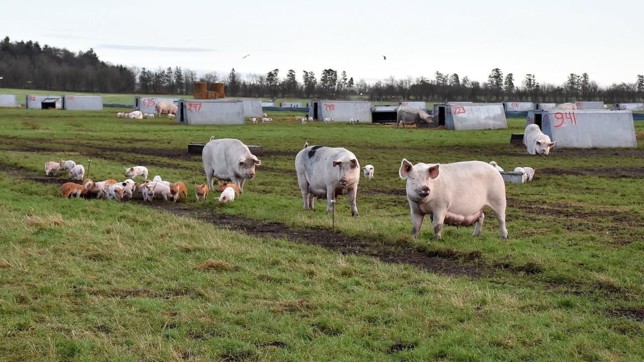 Rearing pigs outdoors with no fear of ASF in Denmark