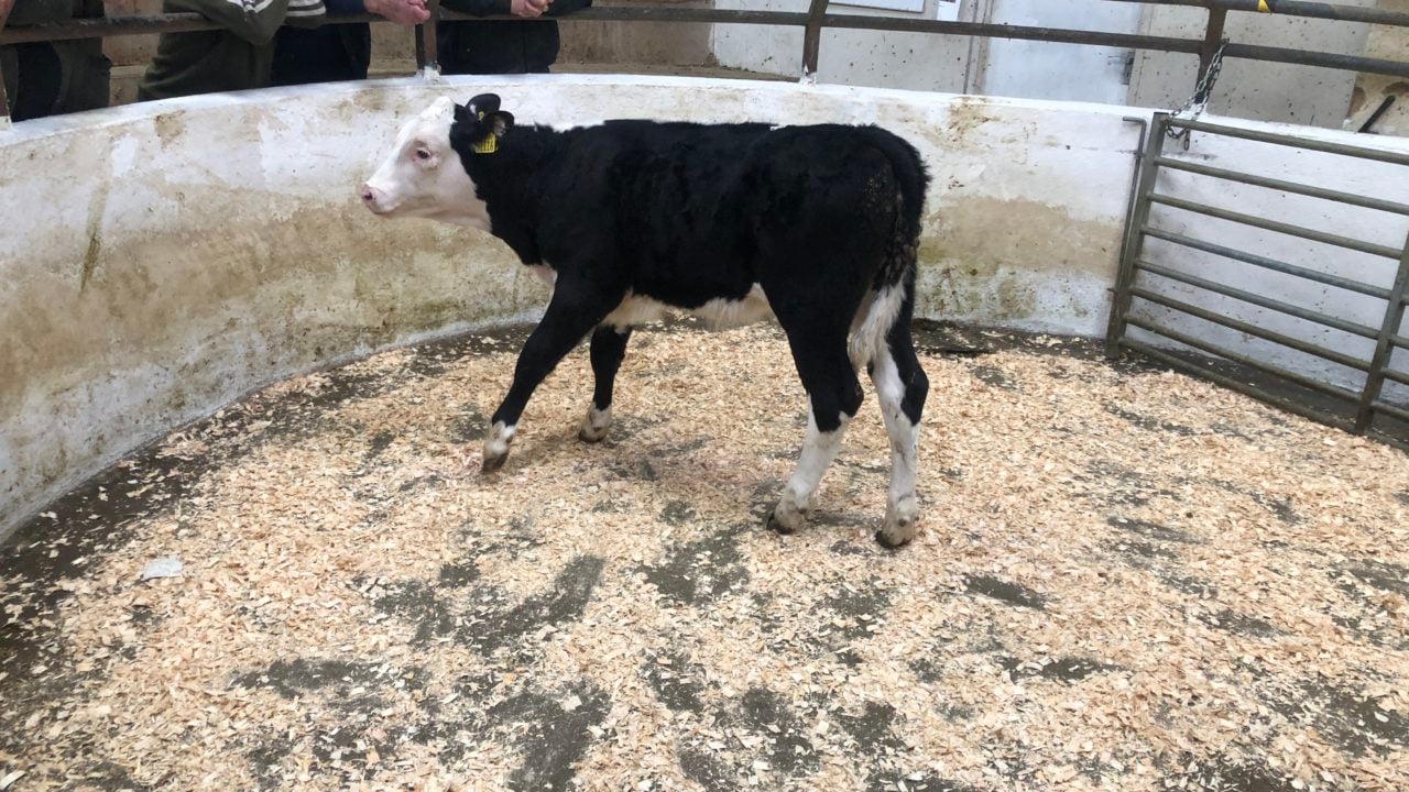Table: Average calf prices fall by up to €50/head last week