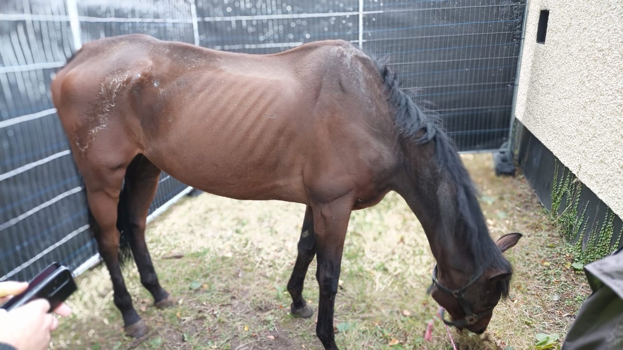 Dash, the racehorse rescued by the ISPCA
