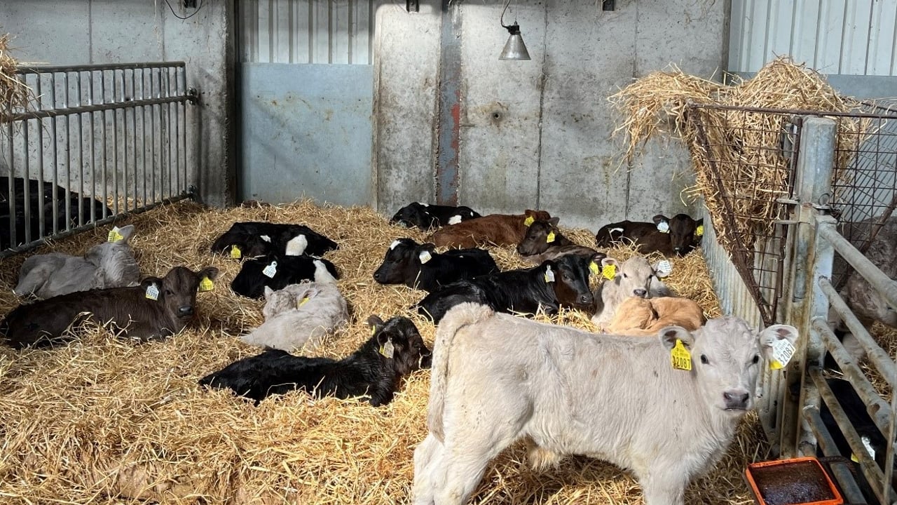 Spring Calf Series: Crossbred herds breeding higher CBV calves