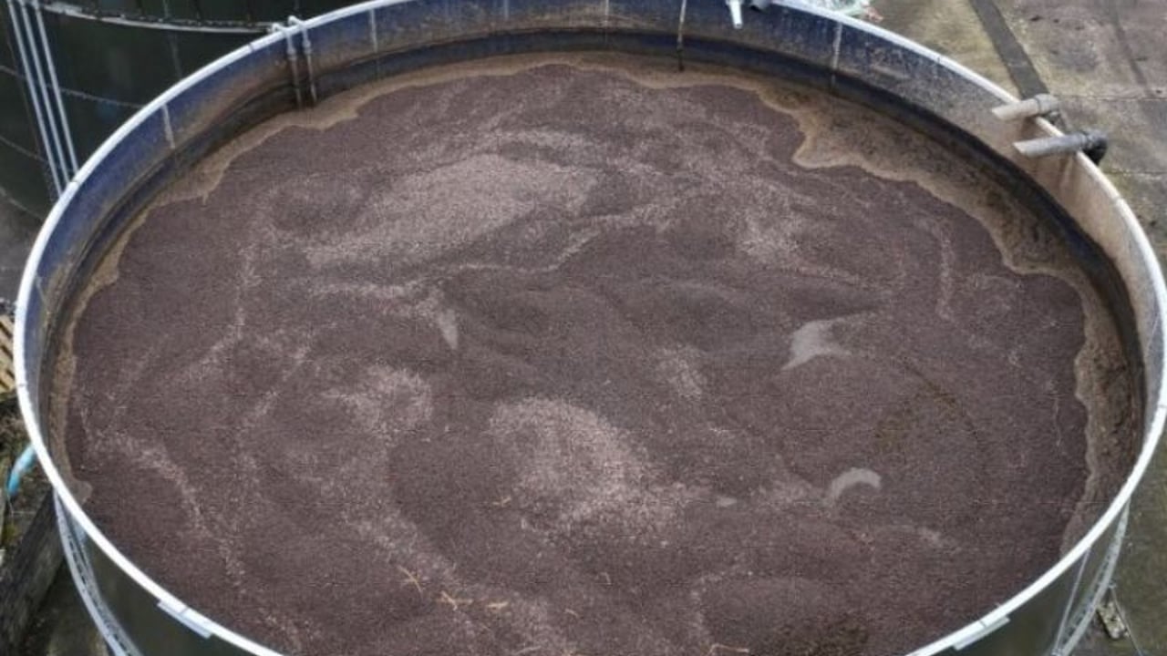 Lightweight expanded clay aggregate (LECA) added to the uncovered above ground slurry stores at CAFRE Farm Centres.
Source: CAFRE