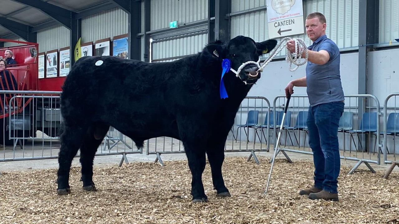 Michael Doorley from Strokestown Co. Roscommon secured €5,000 in the sales ring for Cloonmurray  Wham, sired by Clonmurray Underdog. Source: Irish Angus
