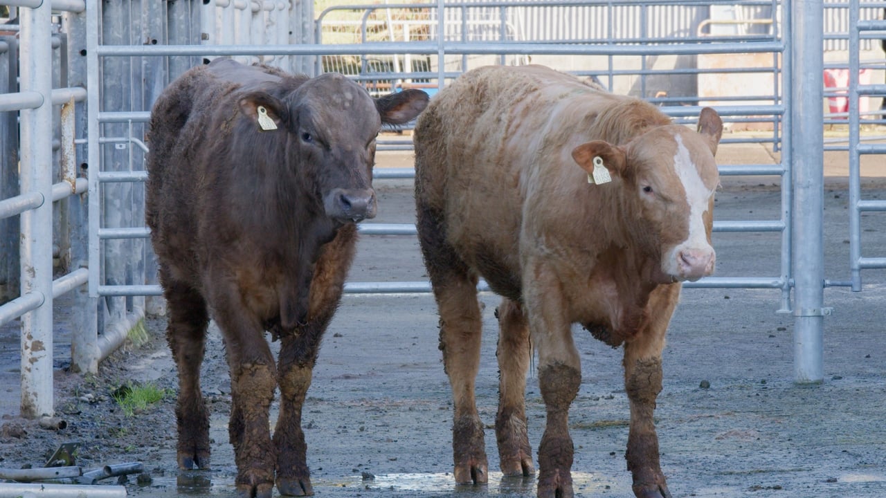 Inside ICBF Progeny Test Centre