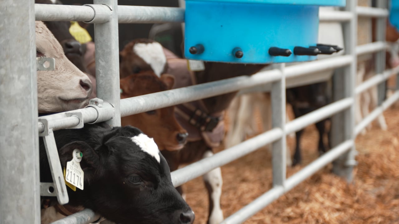 Breeding and rearing a valuable cross-bred bull calf