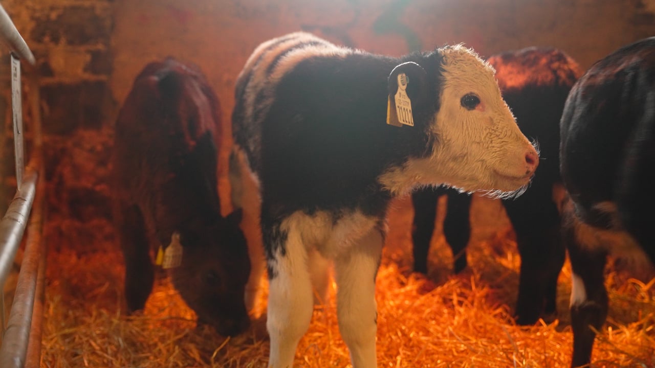 Farming for the Future: Rearing 275 calves in a 'nursery' shed