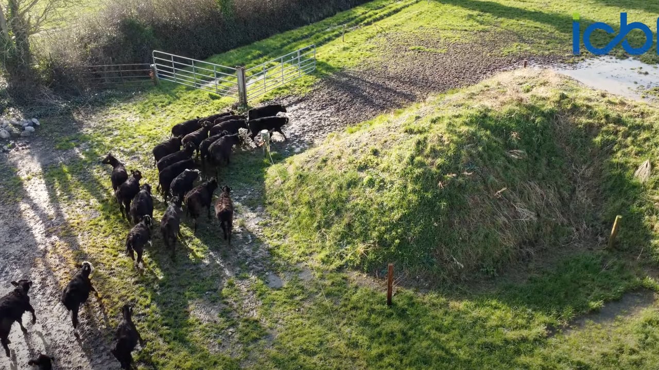 Tipperary beef farmer buying better calves with the help of the CBV