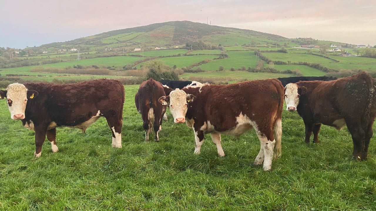 How much weight should cattle be gaining at grass?