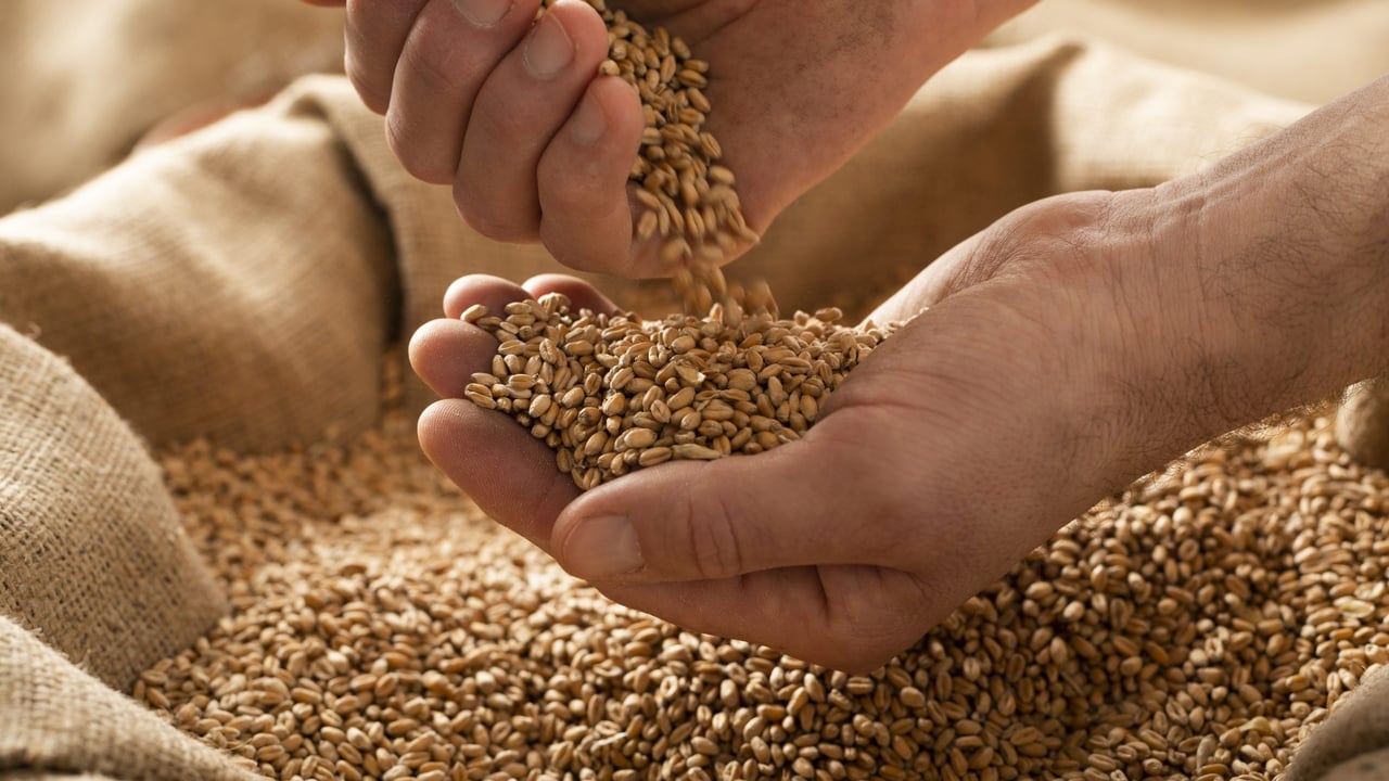Report: Global grain output forecast to rise this year and next