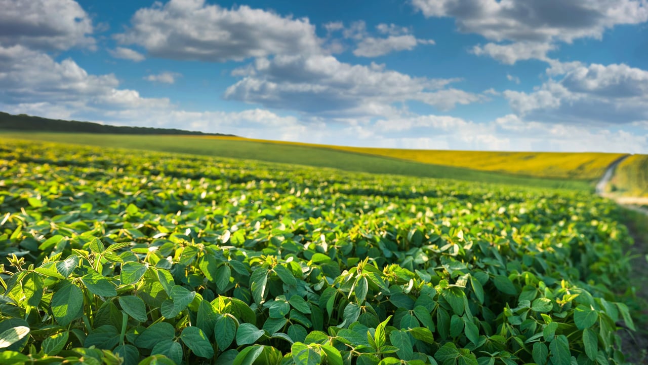 'Historic bumper harvest' forecast for Brazil - report