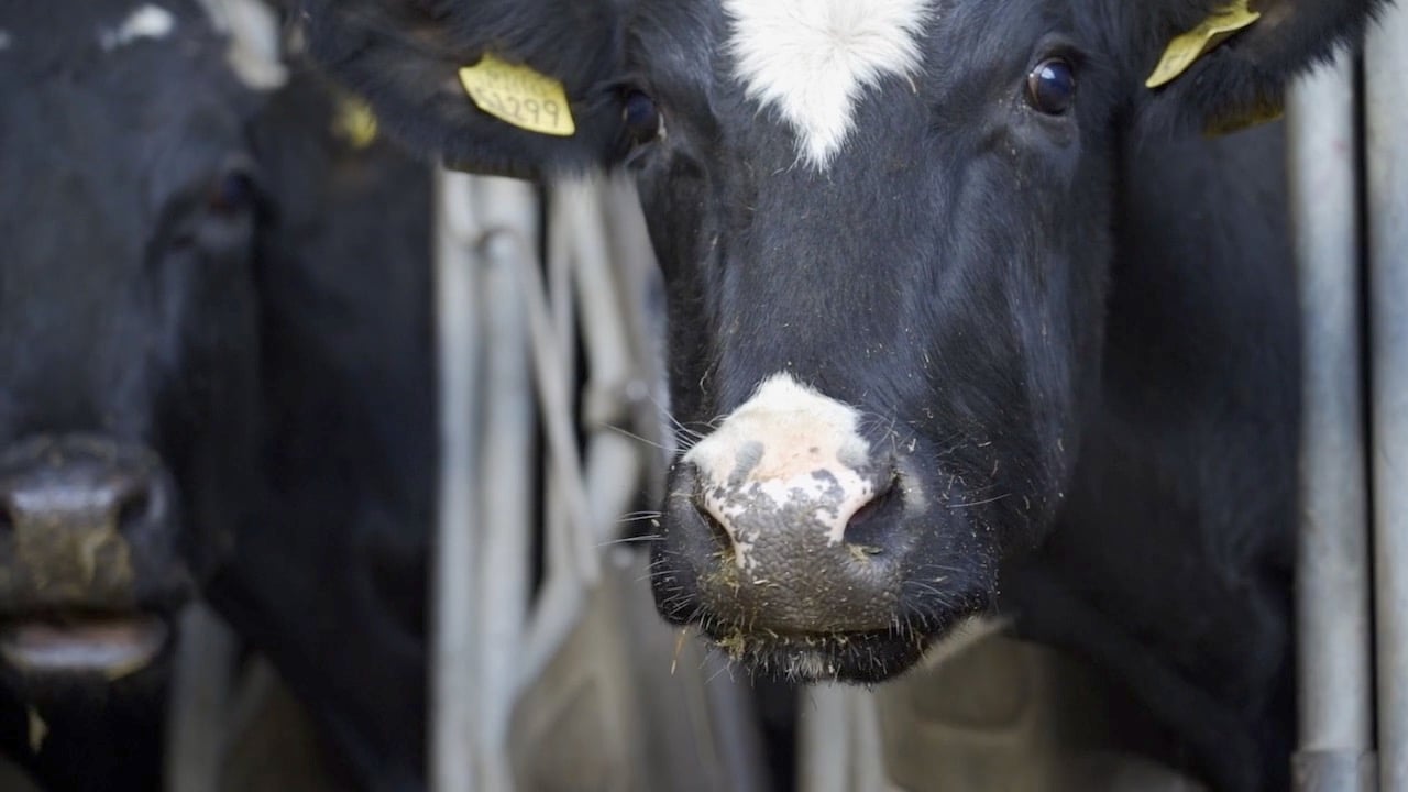DAERA publishes control framework for Bluetongue