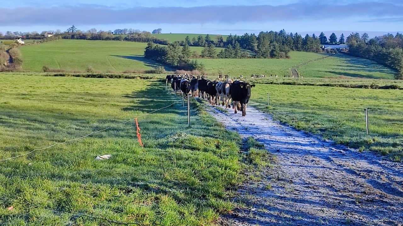 Dairy Focus: Investments saving cows a 5km walk in Cork