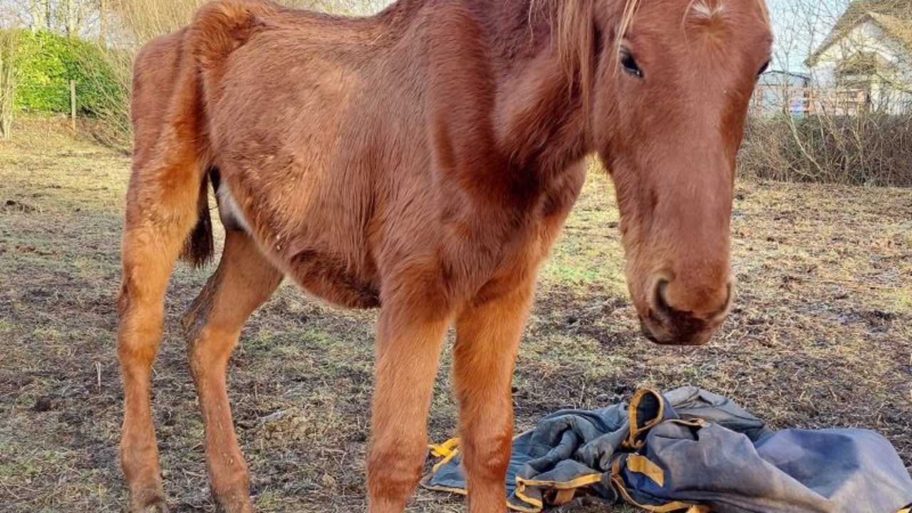 Horse found in Maddenstown, Co. Kildare. Image source: ISPCA
