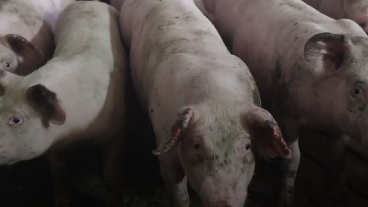 Pigs on a pig farm Source: The National Animal Rights Association and Animal Rebellion Ireland 