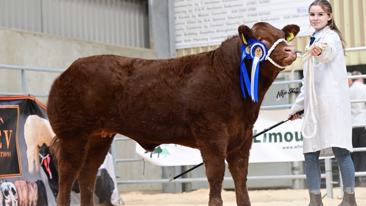 Maisie Lee exhibited Baby Spice, the reserve commercial champion owned by Robert Miller, Moneymore. Source: Alfie Shaw