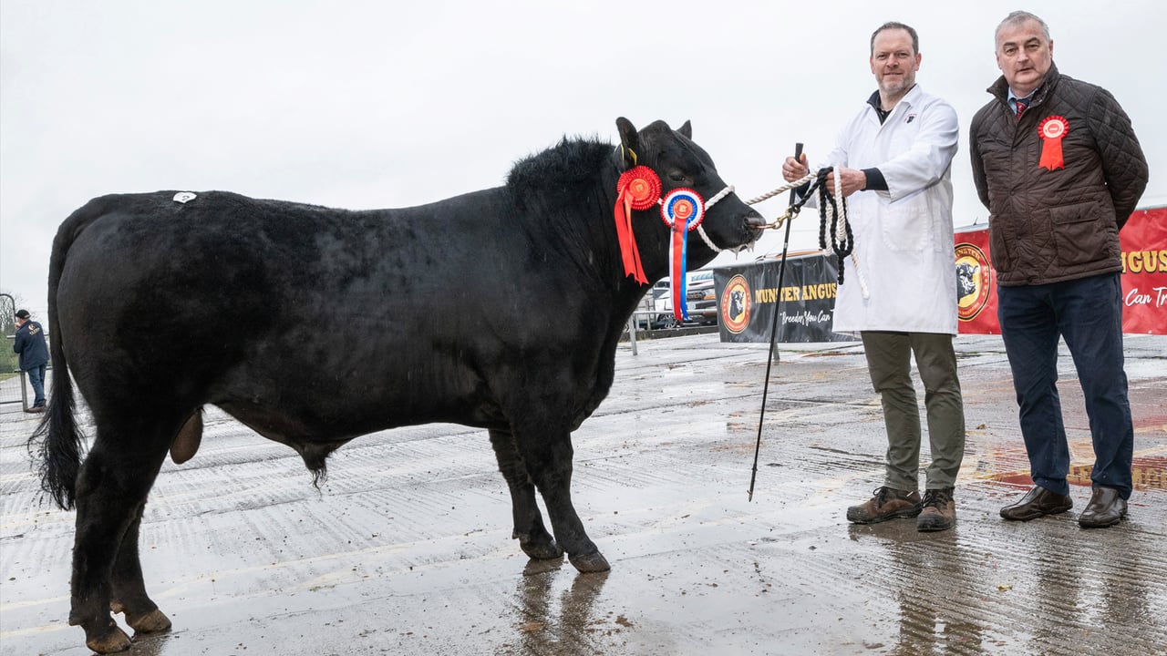 The champion at the Munster Angus Breeders bull show and sale in Kilmallock Mart on Saturday, April 19. Glankeagh Walarado sold for €4,300. Pictured L-R: owner Aidan Crowley and judge Michael O'Connor, Banteer.  Source: O'Gorman Photography.