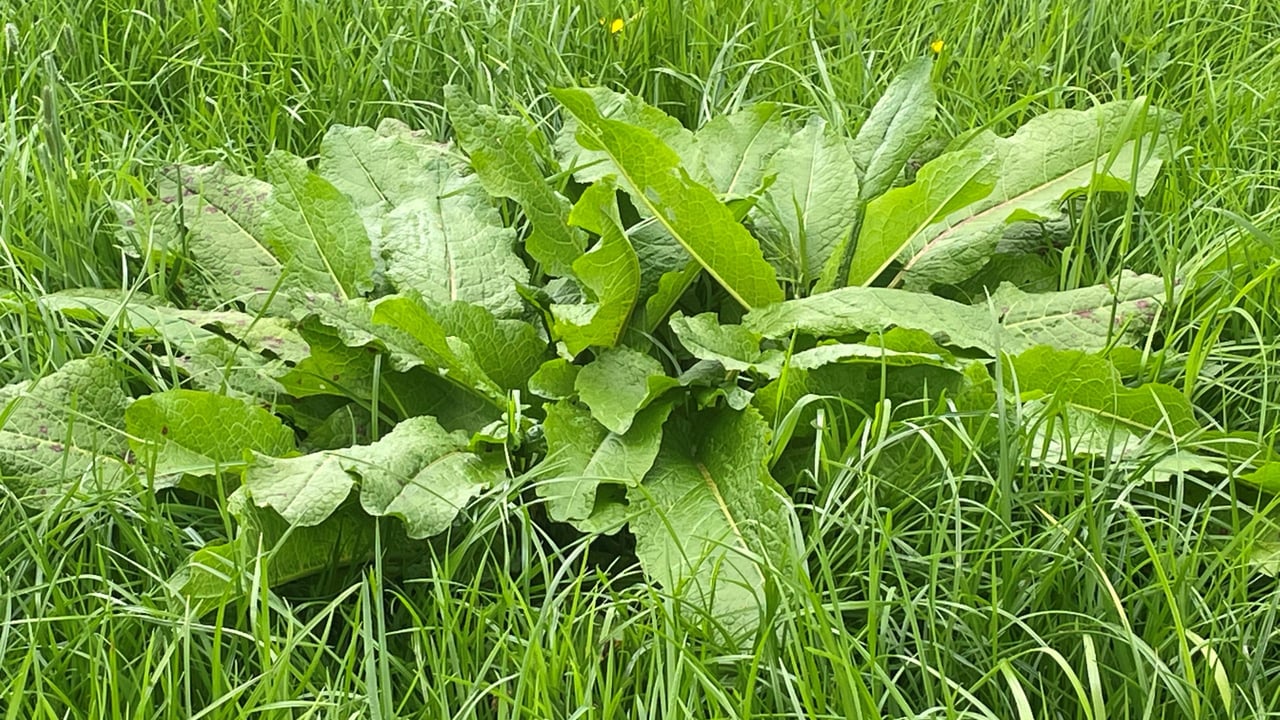 DoxstarPro should be applied two to four weeks after nitrogen is applied, when docks are at the perfect stage for an effective kill. Image source: TP Whelehan.