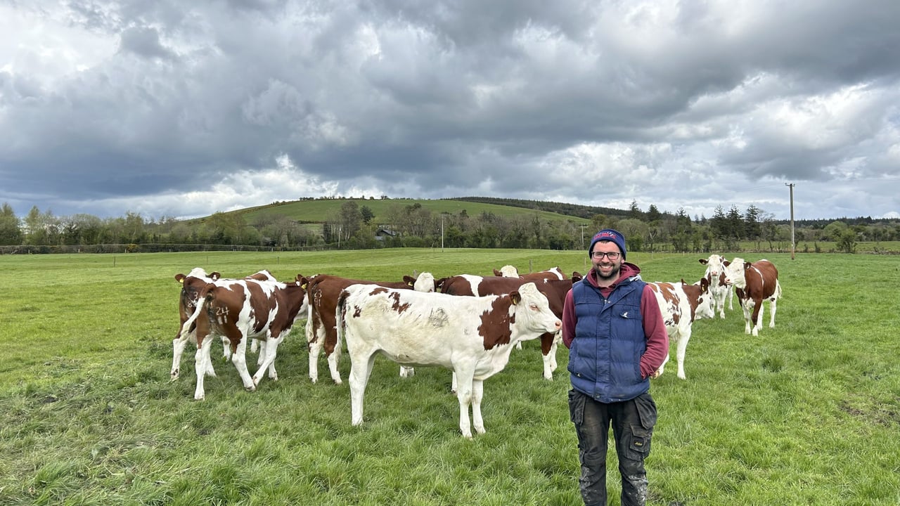 Eoghan Delaney with his bulling Montbeliarde  heifers