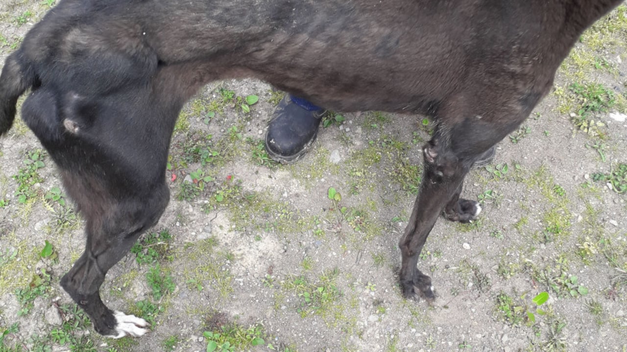 Four-month custodial sentence for animal cruelty upheld on appeal