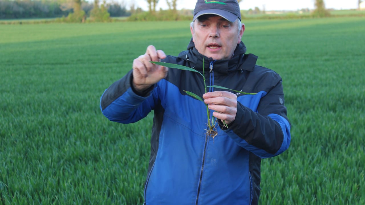 Teagasc's Shay Phelan, dissects a winter wheat plant at a recent crop walk in Co Louth