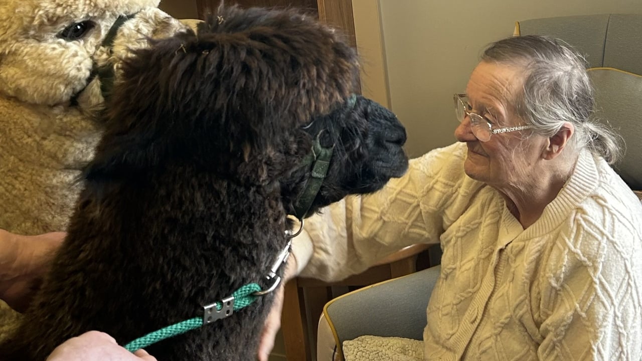 Minnie Byrne enjoying some alpaca interaction.
