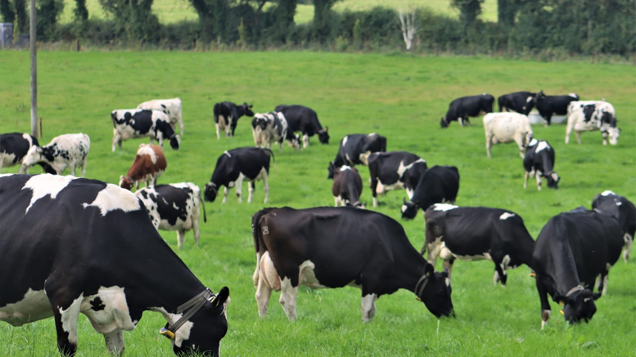 John and Thomas Stone's herd have been using Censortec collars since 2023. Image source: Censortec